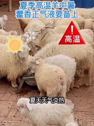夏季高温鸡鸭鹅猪牛羊容易热死,一定要备上藿香正气液#鸡鸭鹅养殖 #猪牛羊养殖 #夏季养殖注意事项 #高温养殖#羊中暑