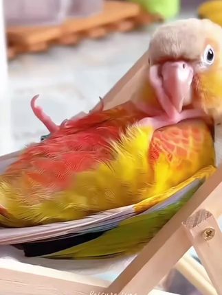 鹦鹉躺椅