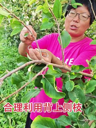 合理利用背上枝侧枝 #果树拉枝 #拉枝神器 #苹果种植 #种植基地 #分享农业知识帮农民增产增收