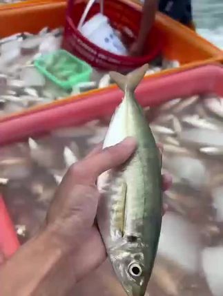 土豪巴浪鱼味道鲜美,新鲜打捞后急速冷冻,不加科技,大家放心吃哟#巴浪鱼