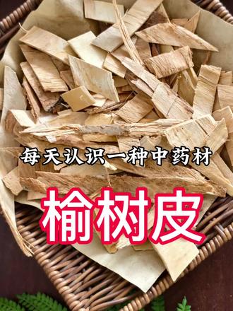 中药材榆树皮的介绍 每天认识一种中药材 榆树皮的作用和适用人群 #中药材 #中医养生 #滋补养生 #每天认识一味中药
