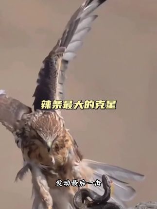 老鹰捕捉辣条 老鹰是辣条的克星,但今天却翻车了#解说版动物世界#内容启发搜索#野生动物零距离#神奇动物在抖音#看动物世界品百味人生