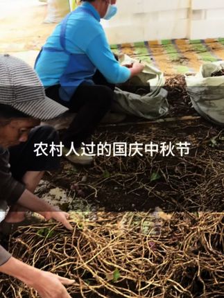 农村老人的国庆节中秋节就是这样过的#我的乡村生活 #贵州折耳根#鱼腥草#三农