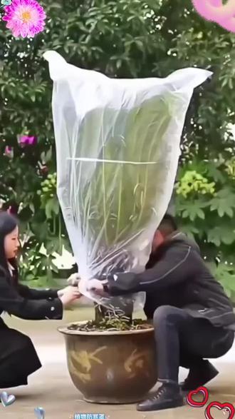 冬天果树被冻坏了,就用这个防冻罩,它不仅防风防霜冻,而且耐拉扯、不易破,一套一拉就可以轻松使用。上面自带通风口,不会闷坏,特别实用,家里有种花草果树的一定要备几个#萌宠