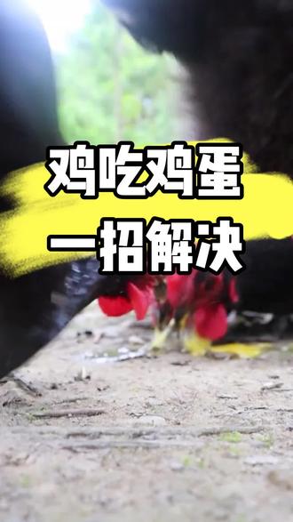 鸡吃鸡蛋一招解决!#鸡吃鸡蛋#养鸡#三农#养鸡人 #农村散养土鸡