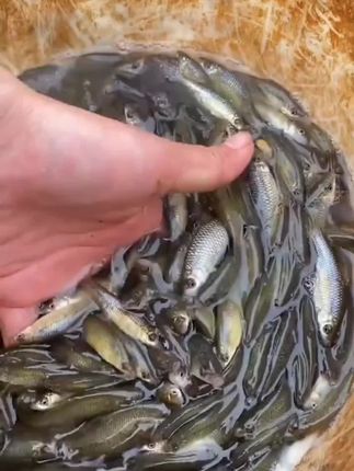 湖南特产嫩子鱼,肉质鲜美,炒辣椒非常香,好吃又下饭!#嫩子鱼 #下饭菜 #湖南特产 #农村美食 #家乡的味道