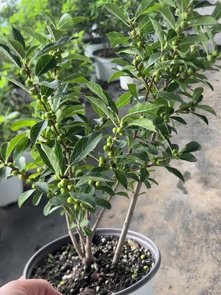 北美冬青树苗盆栽雄株植物耐寒庭院红果年宵切花花镜#北美冬青盆栽 #绿植盆栽 #热门