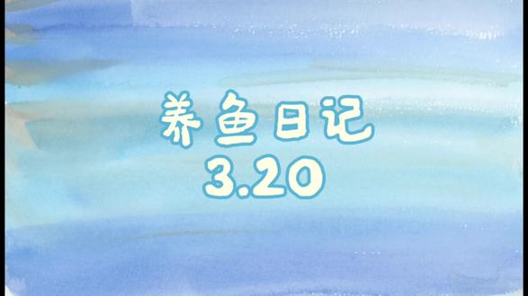 养鱼,养龟,养虾,养荷花多线发展
#养鱼日记 #观背青鳉 #观背青鳉鱼卵 #黑壳虾 #古法养鱼