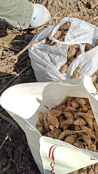 济南的冬天怎么能不挖洋姜呢#挖洋姜 #洋姜咸菜