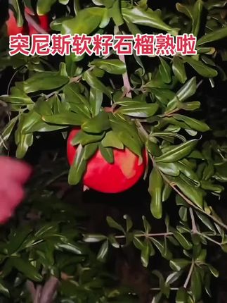 #突尼斯软籽石榴
