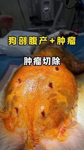 好心人捡到即将临产的流浪狗,狗狗身上还有一个巨大肿瘤#宠物医疗 #宠物狗狗 #狗肿瘤 #手术