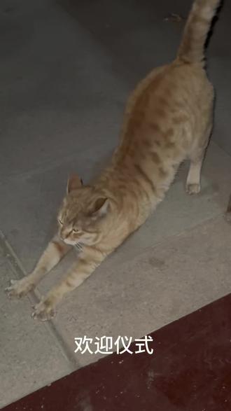 可能喂流浪猫的意义,就是我希望你能吃饱也希望每天能见到你,上天给了我怜悯之心,却没能给予解救众生的能力。无论世界是否待你温柔,请保持住你的善良,好运才会与你不期而遇。#流浪猫 #动物 #大橘为重 #救助