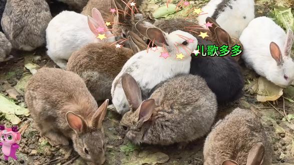 幼儿儿歌#小白兔完整版 儿歌多多#益智早教#