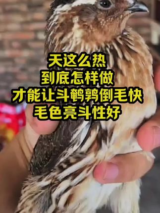 天这么热到底怎样做才能让斗鹌鹑倒毛快毛色亮斗性好#养鹌鹑#斗鹌鹑#斗鹌鹑养殖#三农