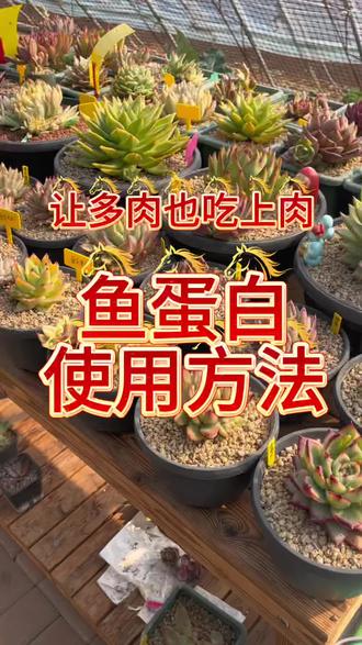 多肉生长缓慢?服盆期不扎根?植物鱼蛋白就能解决你养多肉的烦恼!#鱼蛋白 #多肉如何快速长大 #依米花多肉