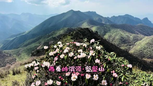 #绝美徒步路线 #高山草甸徒步路线 #高山杜鹃花海 西秦岭渭源壑壑山
