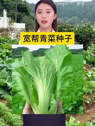 #宽帮青菜 #青菜#蔬菜种子#在家种菜#无限回购的宝藏单品