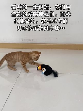看着小猫无忧无虑的,我就觉得很幸福~ #猫咪玩具