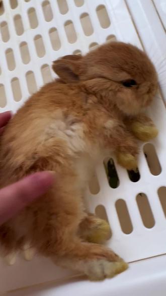 新手养兔,最常忽略的三大危险行为,你知道几个呢?其中这点可得注意了,尤其是新手兔友 #兔子 #兔兔 #养兔日常