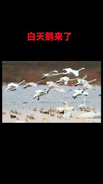 十月六号星期六,我和小区姐妹一起去华州区北拾河堤看天鹅,小区妹妹的儿子拉的我们。我们从小区出发,沿着新秦路一直向上朝下庙的方向行驶。到下庙街道向车拐行驶到胡村然后朝北走上大坝。顺出大坝一直朝东行驶就北拾村看天鹅的地方!沿路的风景美不胜收,地势宽阔平坦!视野辽阔!还没有到看天鹅的地方,远远望去,大坝上停满了各种样的车辆。观看的人群黑雅的一片一片,田间的小路上到处都是穿梭的人群!我们把上停在路旁,随着人群没着小路向有天鹅的地方走去。人们的脸上泱益着灿烂的笑容和喜悦。赵姐害怕把她胜了跑的最快,一下子就不见钟影。我们来湖边凑到最前面,好多专业人事架着相机早早的都在哪里守者,抓拍天鹅各种动态。我也着急的拿着手机拍,水平有限我拍的只是白的一片,看不清天鹅,天鹅离我们好远…我只能借助专业人事的相机观看美丽的天鹅!真是太美了!美纶美欢…!一个好心的大姐姐给我发了十几张专业人事拍的天鹅的照片!我兴奋极了!感谢这位好心的大姐!我们姐妹几个从岸看了就到岸看!天都快黑了还舍不得离开!我们沿路返回,到柳子街道天都黑了,有点饿说随便吃个饭!赵姐说罗夫的夜来香包子好吃!都到这儿了离罗夫比较近!我就去罗夫哪里吃包子!这个店的人真好多桌子都坐的满满的!在哪里我们几个吃四笼包子!三碗米线,一碗豆腐脑!…我们兴高采烈带着满满的收获开往回家的路!