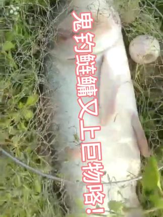 鬼钓鲢鳙又上巨物咯!40+ 感谢各位大哥鱼货反馈 #户外钓鱼 #鲢鳙饵料 #鲢鳙酸臭饵料 #浮钓鲢鳙 #海竿