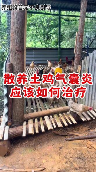 #三农小知识 #动物#养殖#散养鸡 鸡的气囊炎如何解决