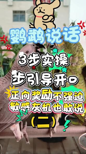 3步实操!让鹦鹉从背后话痨变当面小话痨 #灰鹦鹉训练技巧 #非洲灰鹦鹉饲养 #鹦鹉学说话 #养鸟干货 #训鸟高手