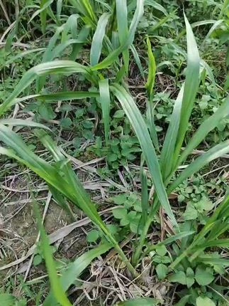 养殖牛羊专用甜象草#甜象草