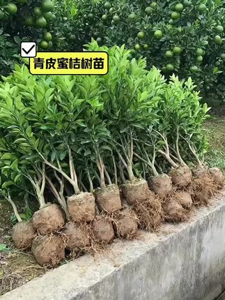 #果树种植 #果树苗 #青皮蜜桔树苗