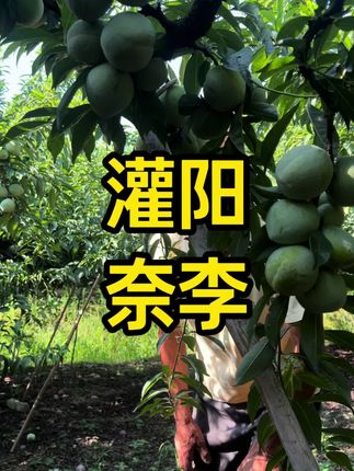 灌阳奈李,想怎么吃就怎么吃#灌阳 #奈李 #广西水果 #广西水果自由 #新鲜应季水果