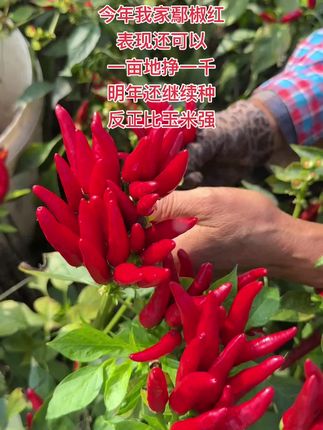 鄢椒红抢收当中 #鄢椒红 #高产辣椒种子 #三农 #农民种地不容易