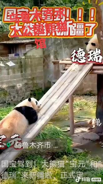 #一般人不告诉他 ,俩宝贝来了以后入住乌鲁木齐。水上乐园熊猫馆,现在是适应期间。不接待观众,等调整好以后才能与大家见面的,耐心等待。