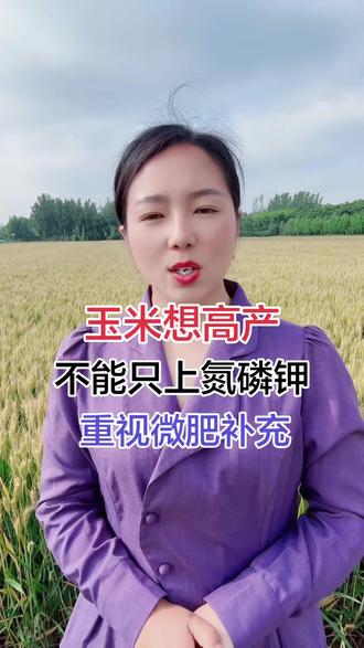 玉米想高产,不能光上氮磷钾#三农种地技巧 #分享三农知识帮农民增产增收