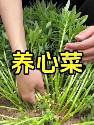 高钙养心菜】种子阳台四季盆栽小院菜园地播植农家蔬菜种子LX】#养心菜种子 #蔬菜种子播种机 #农家蔬菜种子 #盆栽植物 #养心菜高钙菜