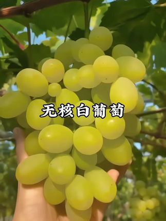 #快来一起尝个鲜 #水果 #抖音助农 #葡萄 #新鲜应季水果 新疆无核白葡萄正当季新鲜水果新鲜采摘营养丰富鲜甜多汁一把一把吃脆甜爽口皮带果酸酸甜可口