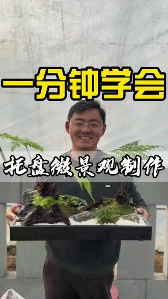 一分钟让你学会托盘微景观制作#托盘景观#微景观#景观#花镜#景观制作