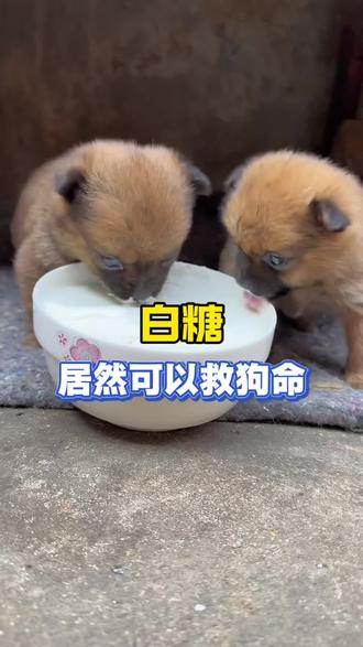 白糖居然可以救狗#养狗经验分享#养狗小知识 #养狗小妙招 #新手养狗 #狗狗的日常