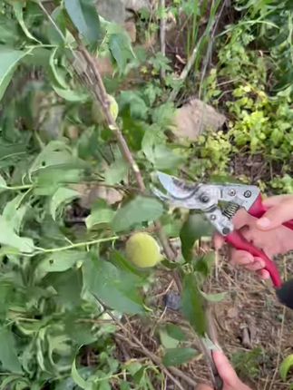 #桃木#国学文化 #半夜哭闹 #车载好物 东南桃木枝