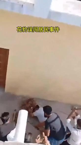 花豹误闯居民区的事件发生#野生动物零距离接触 #创作者中心 #创作灵感