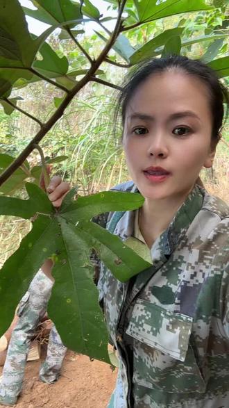 山狗善。七指毛桃根。