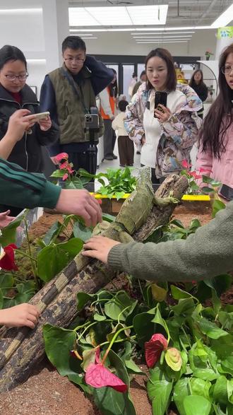 奇幻动物城·狂野秘境展一绥中站
活动时间:6月1日﹣6月14日
活动地址:绥中中旺百货大楼1楼中庭#昆虫#游乐园#爬宠#动物的迷惑行为
#遛娃好去处
