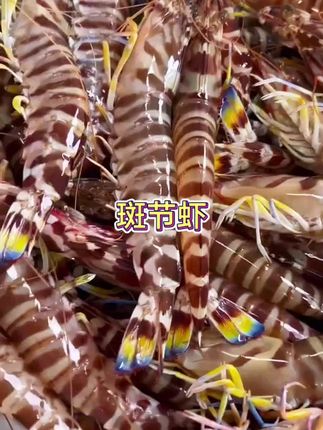 竹节虾自带鲜甜,白灼就鲜掉眉毛,一口咬下满是紧实虾肉,家宴、聚餐添硬菜就选它!#海鲜 #海鲜美食 #美味佳肴等你来