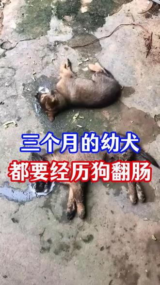 三个月幼犬都要经历狗翻肠 #新手养狗 #狗狗#狗狗故事 #狗狗驱虫药#宠物知识 #宠物 #科学养宠攻略