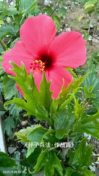 文言/孙子兵法/作战篇