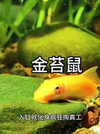 神奇的金苔鼠鱼是鱼缸里的清洁工,只要你把他放进鱼缸,就会不停的工作,解放你的双手,还你一个空气鱼缸#观赏鱼 #清道夫鱼#金苔鼠鱼 #新手养鱼