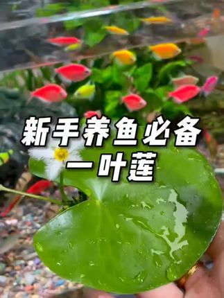 “一叶一浮萍,一梦一睡莲”。 原来亲手养一束睡莲鲜切花,是这么有趣,白天开花,晚上闭合,神秘又高贵,很适合新手养护,每天换水花期很长,开花又仙又美,摆放在哪里都特别好看,高级感满满。#睡莲 #紫色睡莲#睡莲盛开 #居家插花#好看的花一定要分享给你