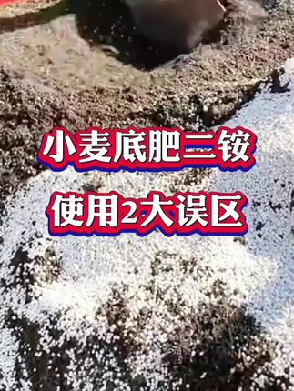 #小麦底肥 #小麦种植 #每天跟我涨知识 #三农 #分享生活小技巧