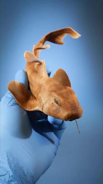 海滩捡到奇特 “电钻头”,竟是鲨鱼宝宝的家!#海洋生物 #科普 #鲨鱼卵 #虎鲨 #奇妙的海洋