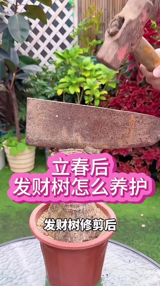 #发财树 立春过后,想要养得好,光有水肯定不够,一定要定期给他补充充足的养分,一瓶发财树专用营养液就能很好满足。家里的其他土培水培植物都可以用。#发财树养护#养护小知识#花卉养护