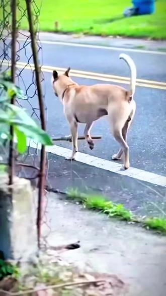 为防止狗追逐车辆和行人,天才网友发明了“狗用限速器”
∨ ∨ ∨#路狗 #狗狗日常操作 #田园犬的警惕 #烈性犬出没请注意 #马路上的狗狗